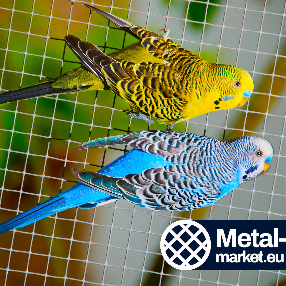 Ein gelber und ein blauern Kanarienvogel auf einem Volierengitter in Großaufnahme mit dem Logo von metal-market.eu